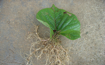 植物组织克隆-荣威植物克隆育苗技术-植物组织克隆技术培训