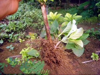 植物克隆技术培训-植物克隆-荣威植物克隆(查看)