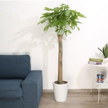 武汉绿化公司提供室内外植物销售，武汉绿化植物租摆养护公司