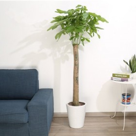 武汉绿化公司提供室内外植物销售，