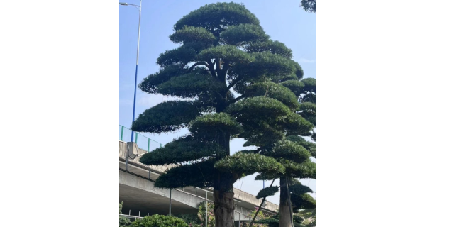 龙岗区罗汉松销售厂家 深圳市宝安区罗汉松园供应