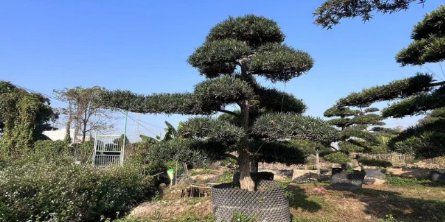 宝安区品牌罗汉松 深圳市宝安区罗汉松园供应