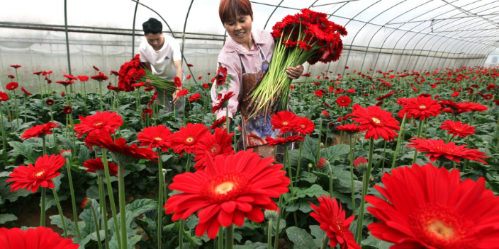 青岛扶郎花行情 值得信赖 山东鑫燕