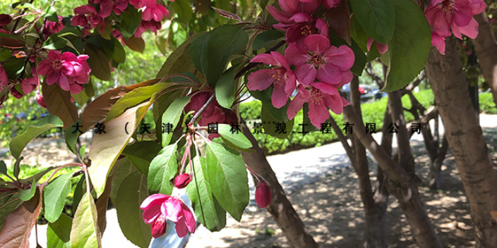 陕西花卉种植价格 大象园林景观工程供应