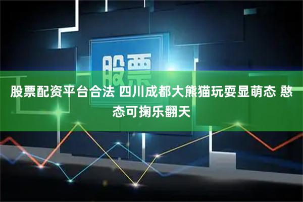 股票配资平台合法 四川成都大熊猫玩耍显萌态 憨态可掬乐翻天